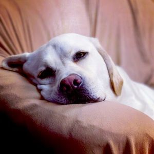 Meet your Posher, Joyce